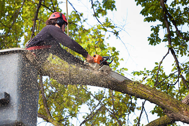 Reliable Pembroke, NC Tree Removal Solutions